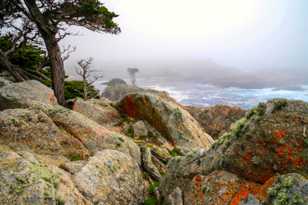 Point Lobos-0112.jpg